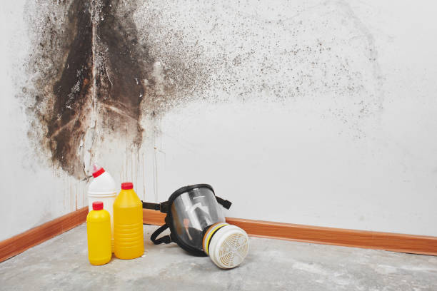 Best Mold Removal Company Near Me  in Rancho Mission Viejo, CA