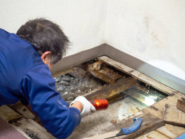 Best Certified Mold Removal  in Rancho Mission Viejo, CA