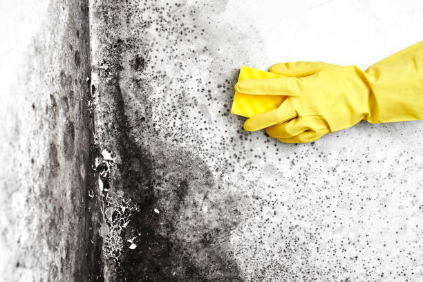Best Mold Cleaning Services  in Rancho Mission Viejo, CA