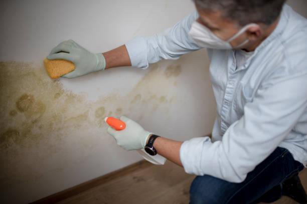 Best Mold Removal Near Me  in Rancho Mission Viejo, CA