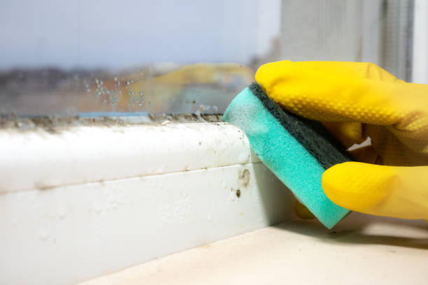Best Mold Remediation  in Rancho Mission Viejo, CA