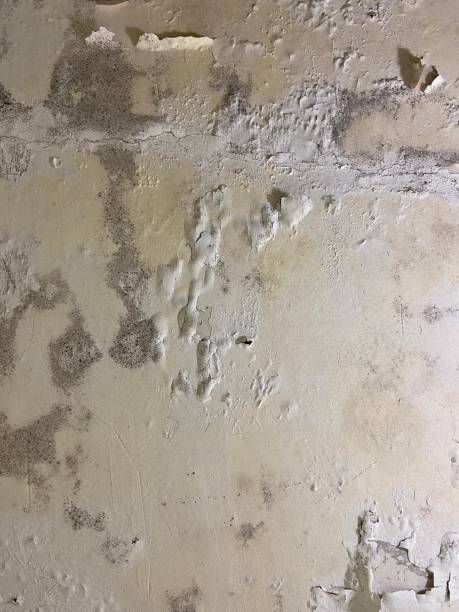 Best Home Mold Removal  in Rancho Mission Viejo, CA