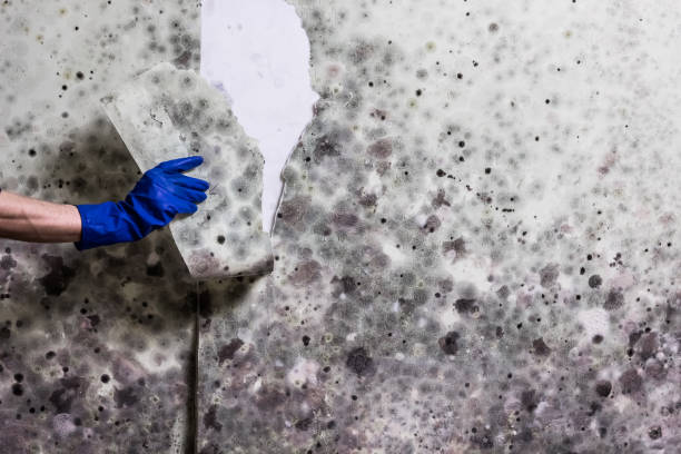 Best Mold Testing  in Rancho Mission Viejo, CA