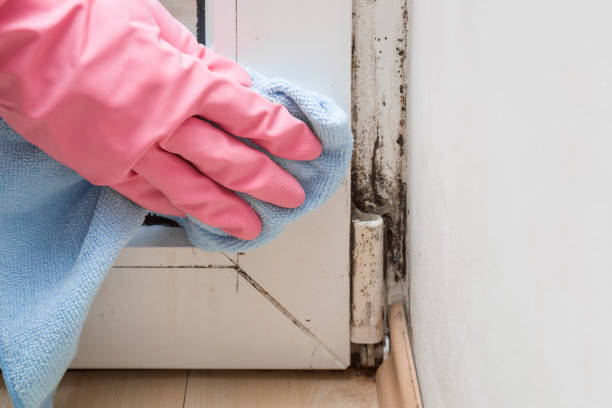 Best Mold Cleaning Services  in Rancho Mission Viejo, CA