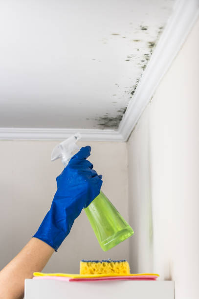 Best Residential Mold Removal  in Rancho Mission Viejo, CA